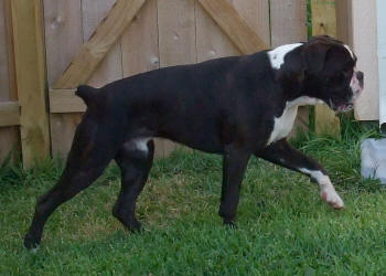 Sire - Elmonte's Alt-Adidzhe