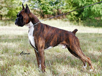 Kenya's Sire